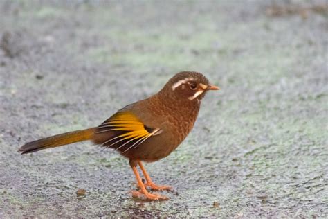 有白眉的鳥|金翼白眉 Taiwan Laughing Thrush (Garrulax。